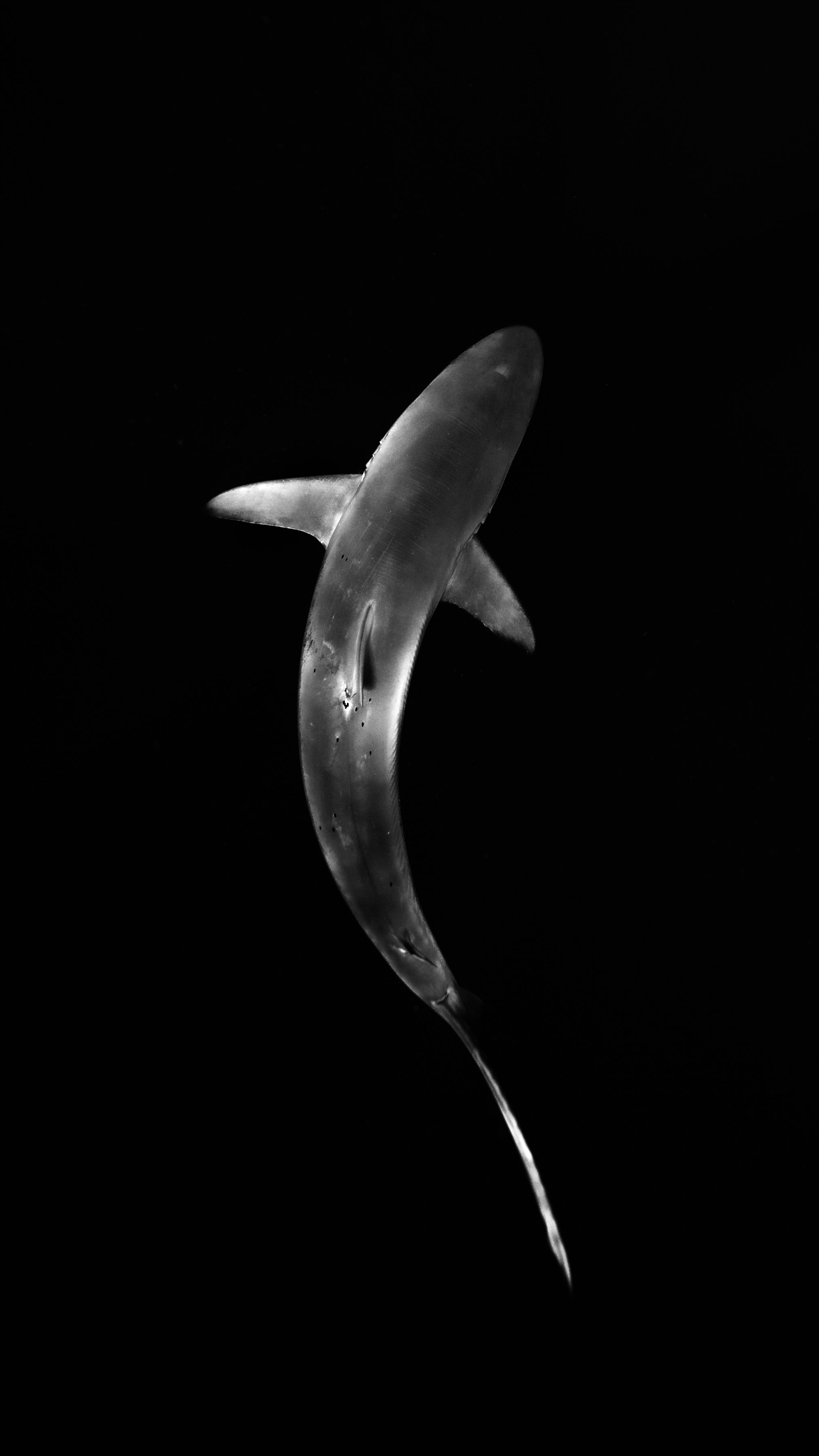 Dark Waters 20