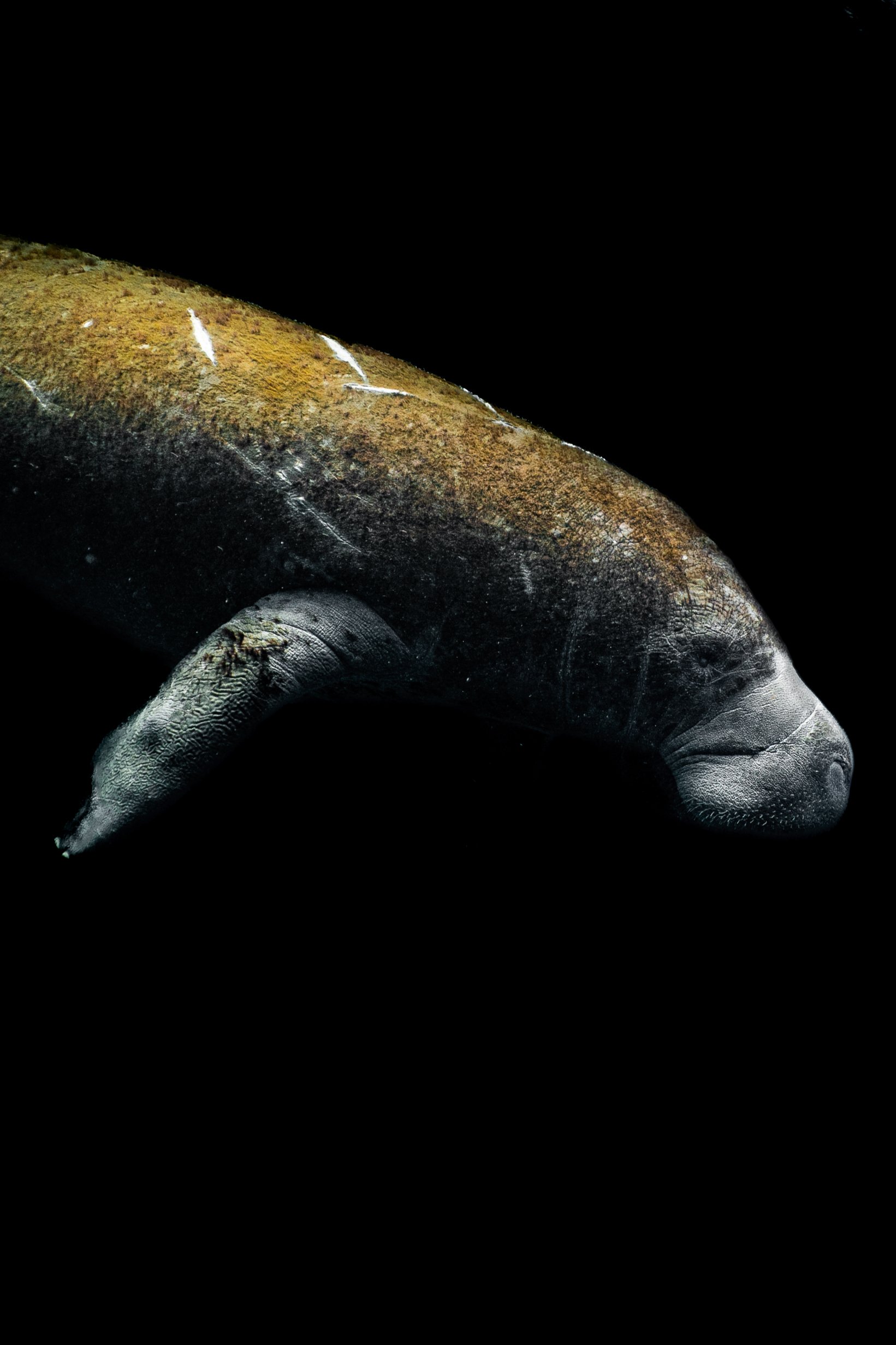 Dark Waters 5