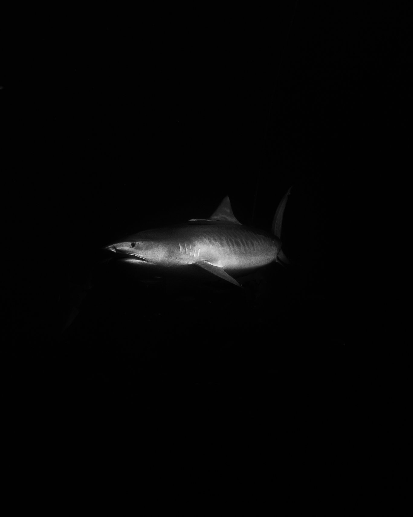 Dark Waters 26
