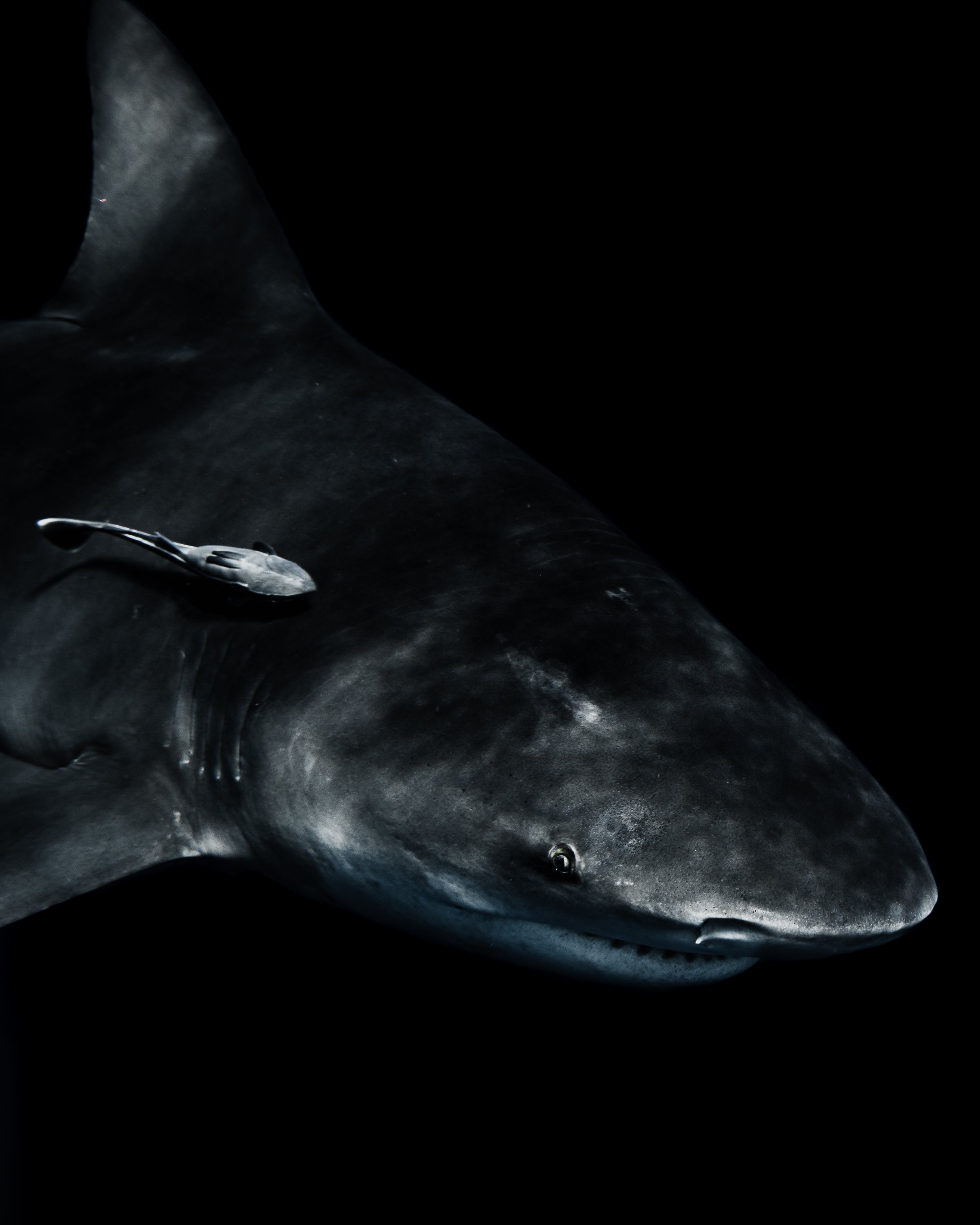Dark Waters 16