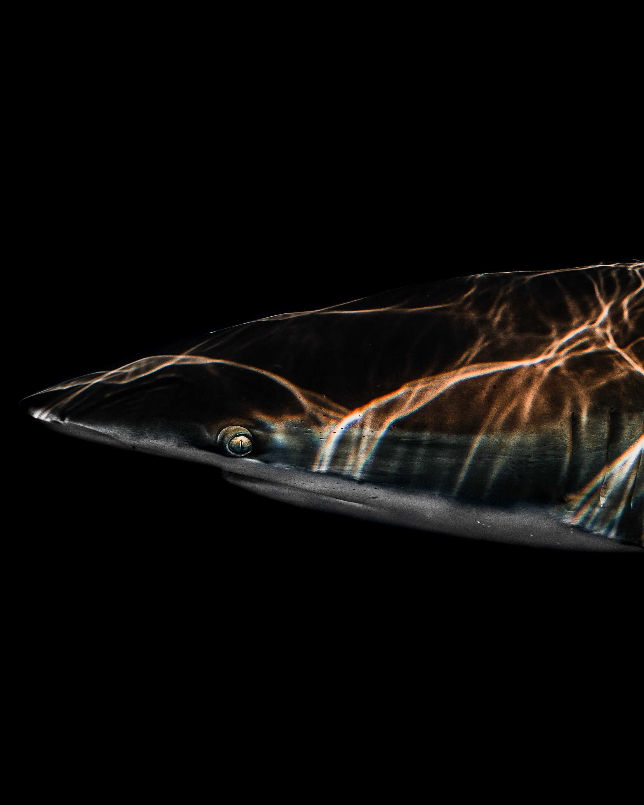 Dark Waters 24