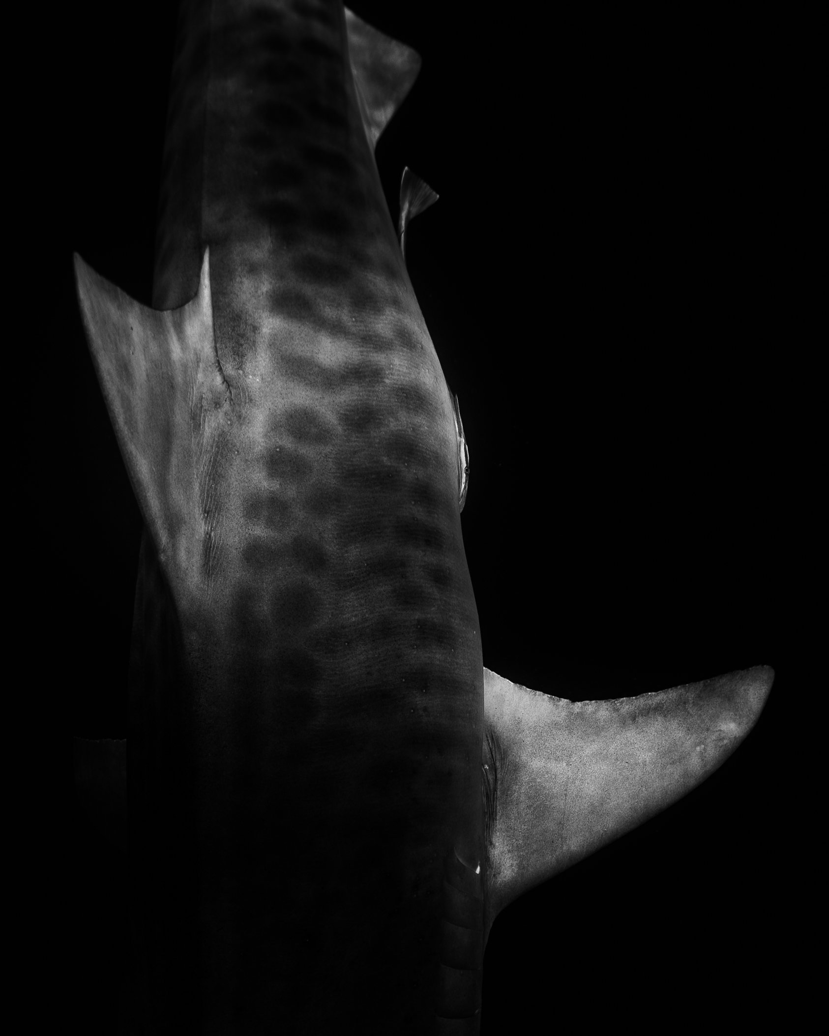 Dark Waters 28