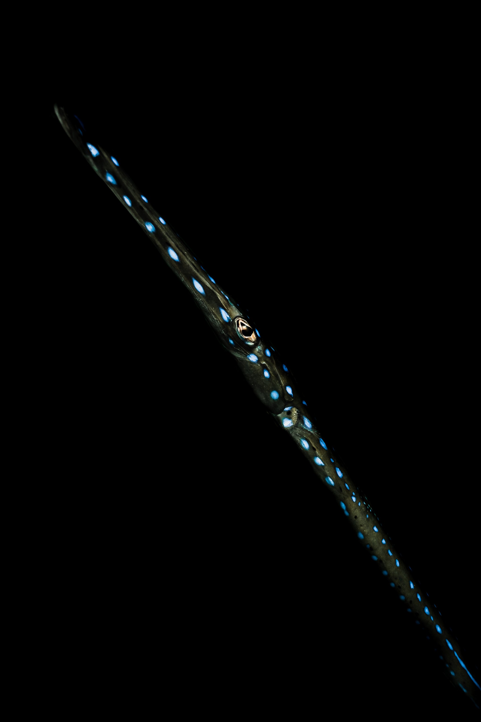 Dark Waters 15