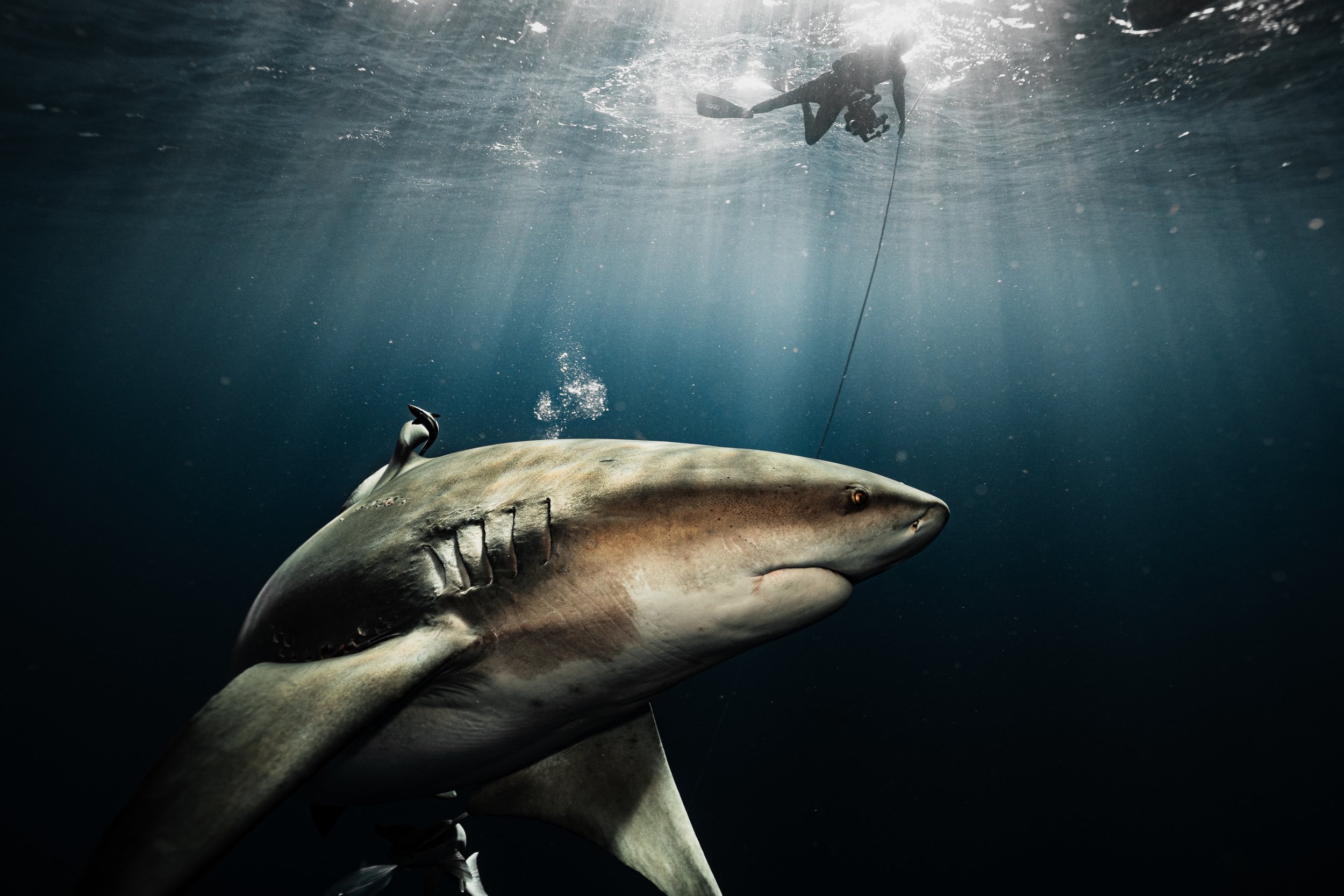 Ocean Portraits 148
