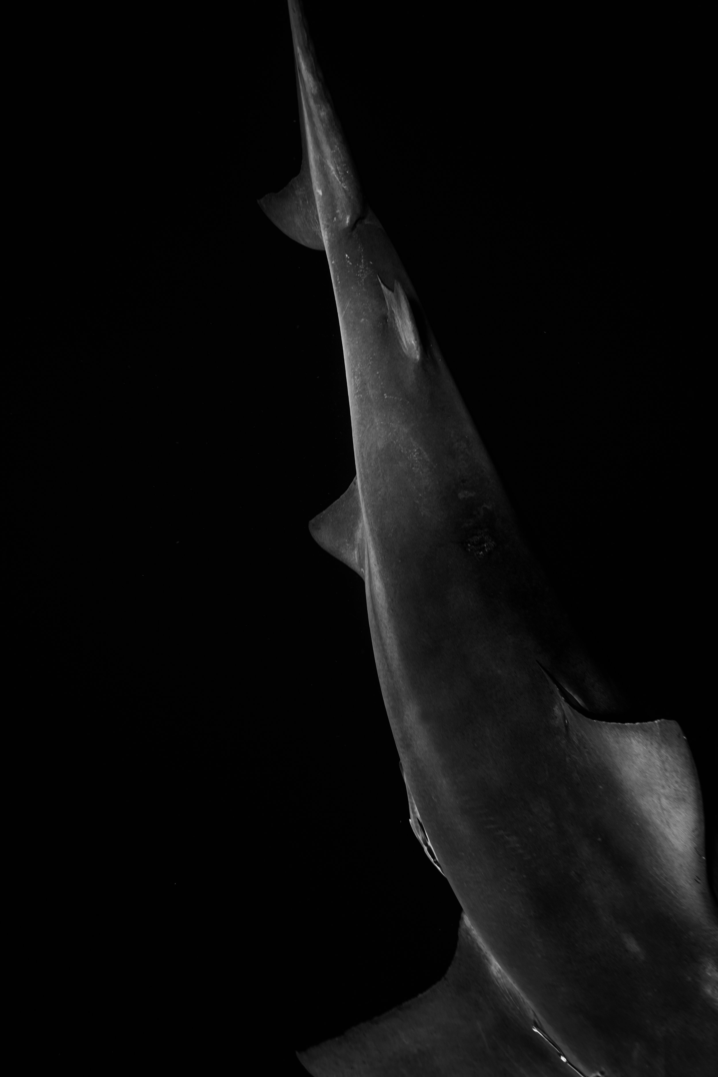 Dark Waters 29
