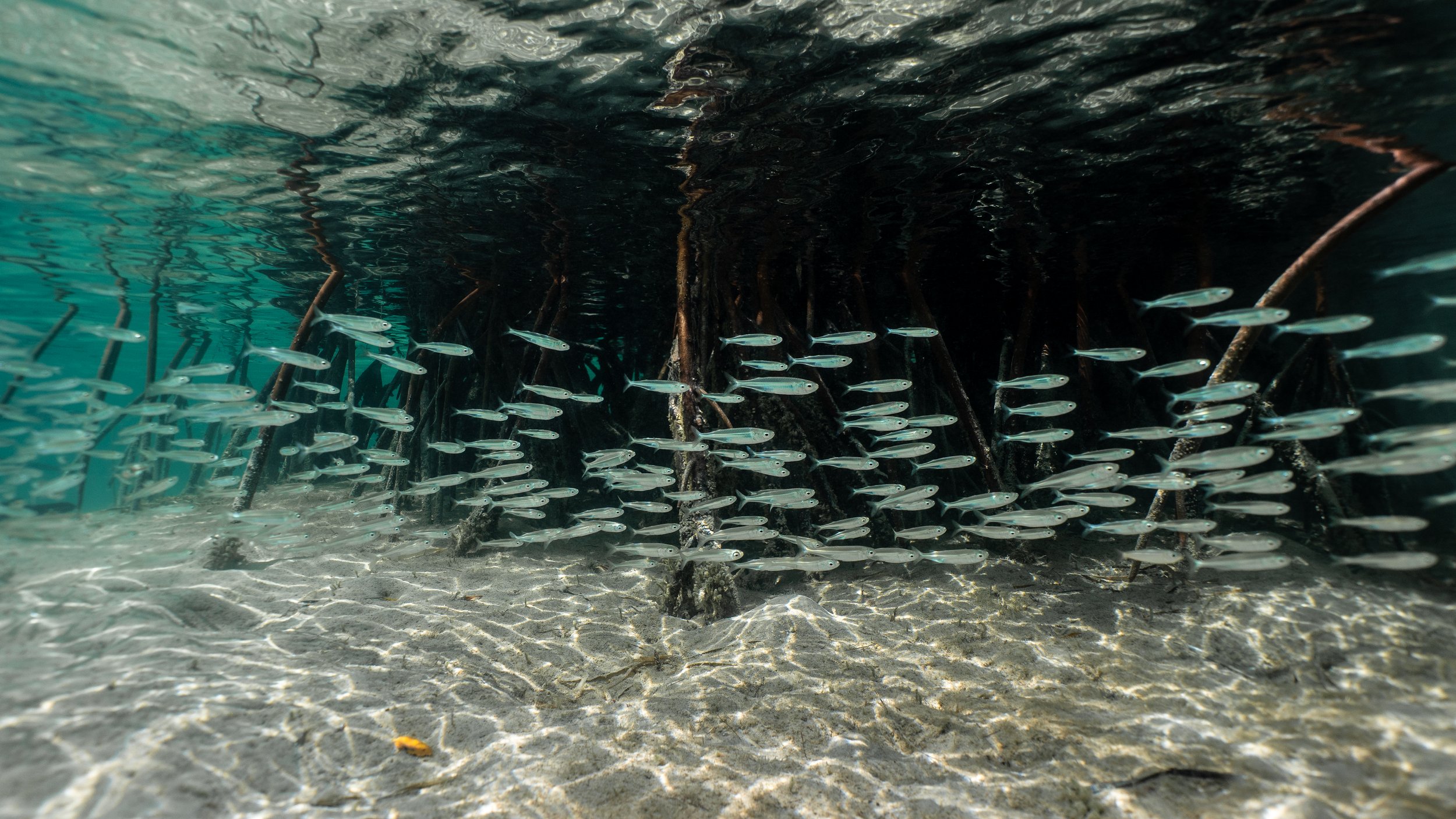 Ocean Landscapes 97