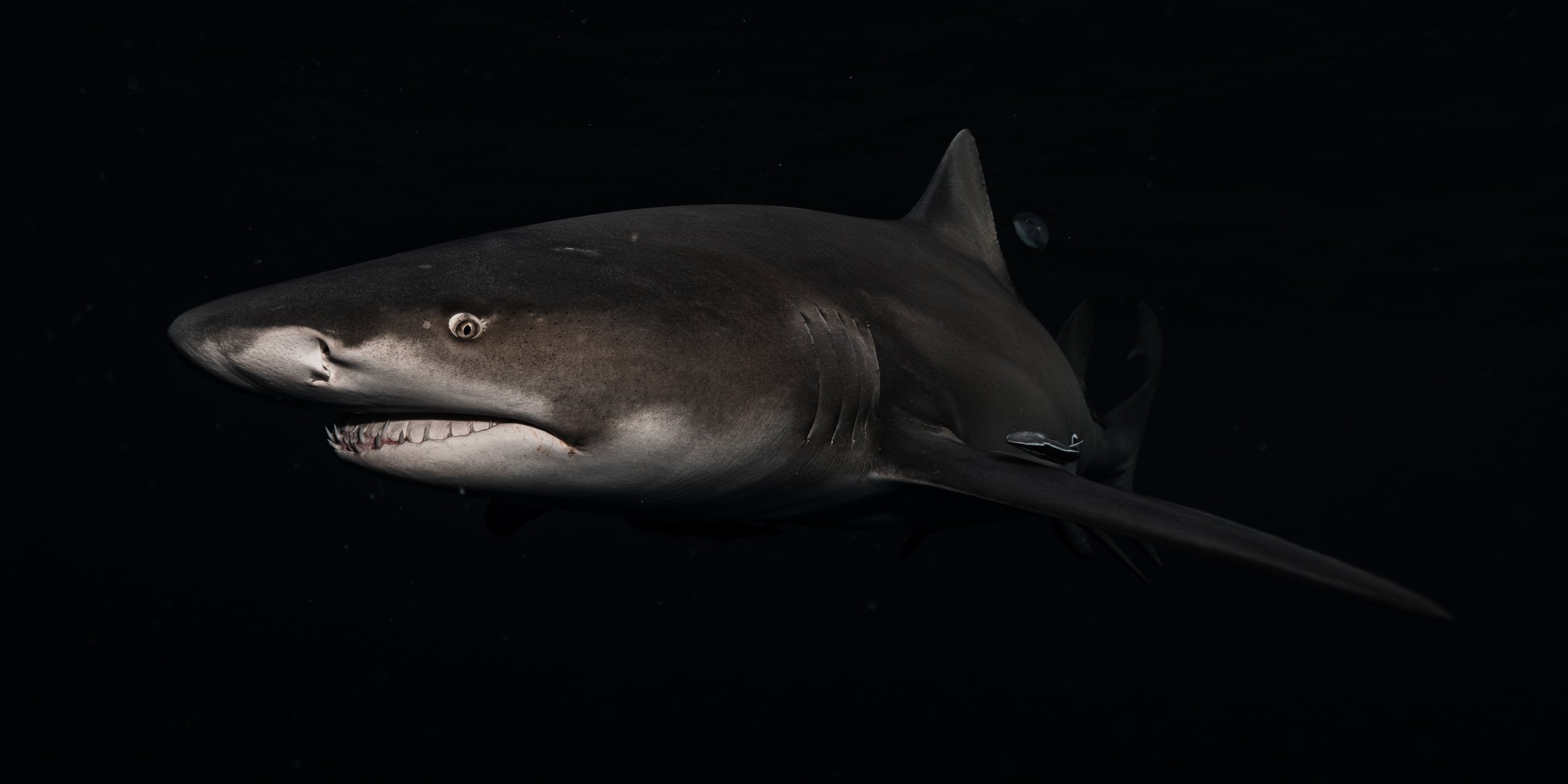 Dark Waters 25