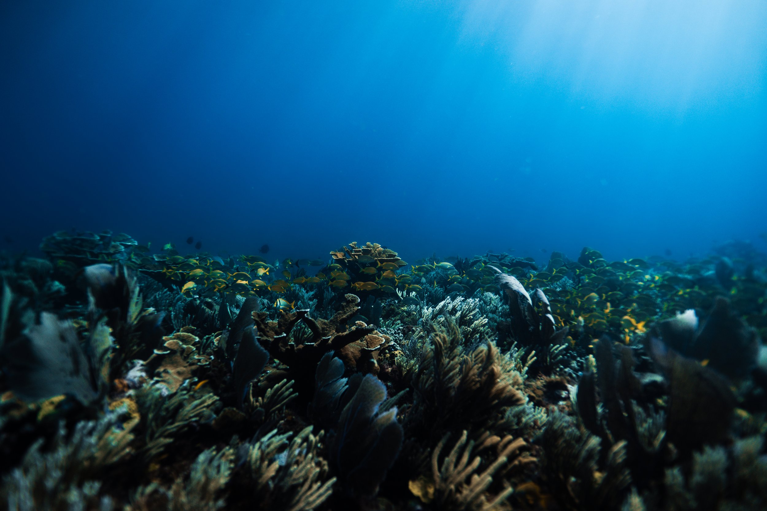 Ocean Landscapes 98