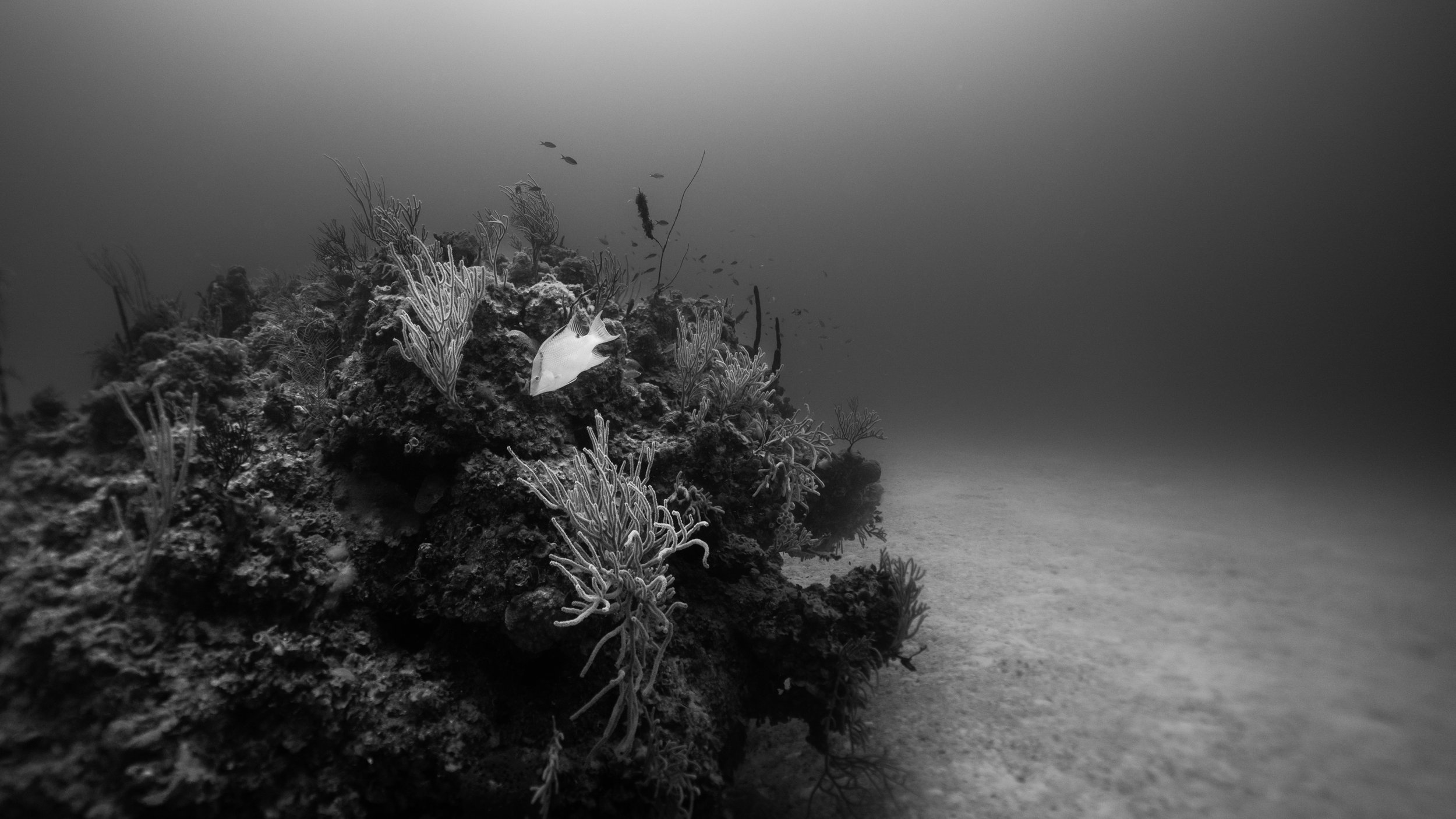 Ocean Landscapes 99