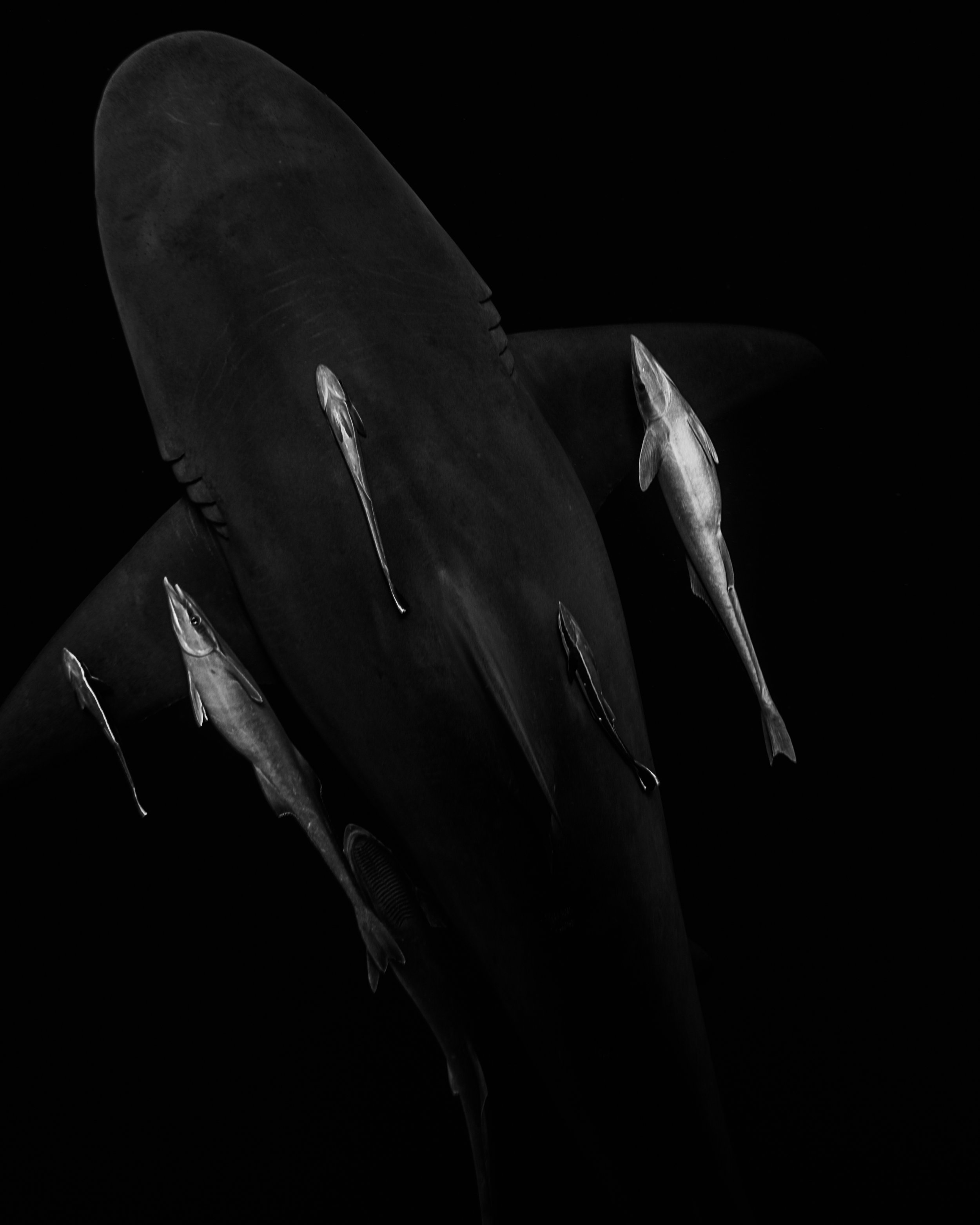 Dark Waters 23