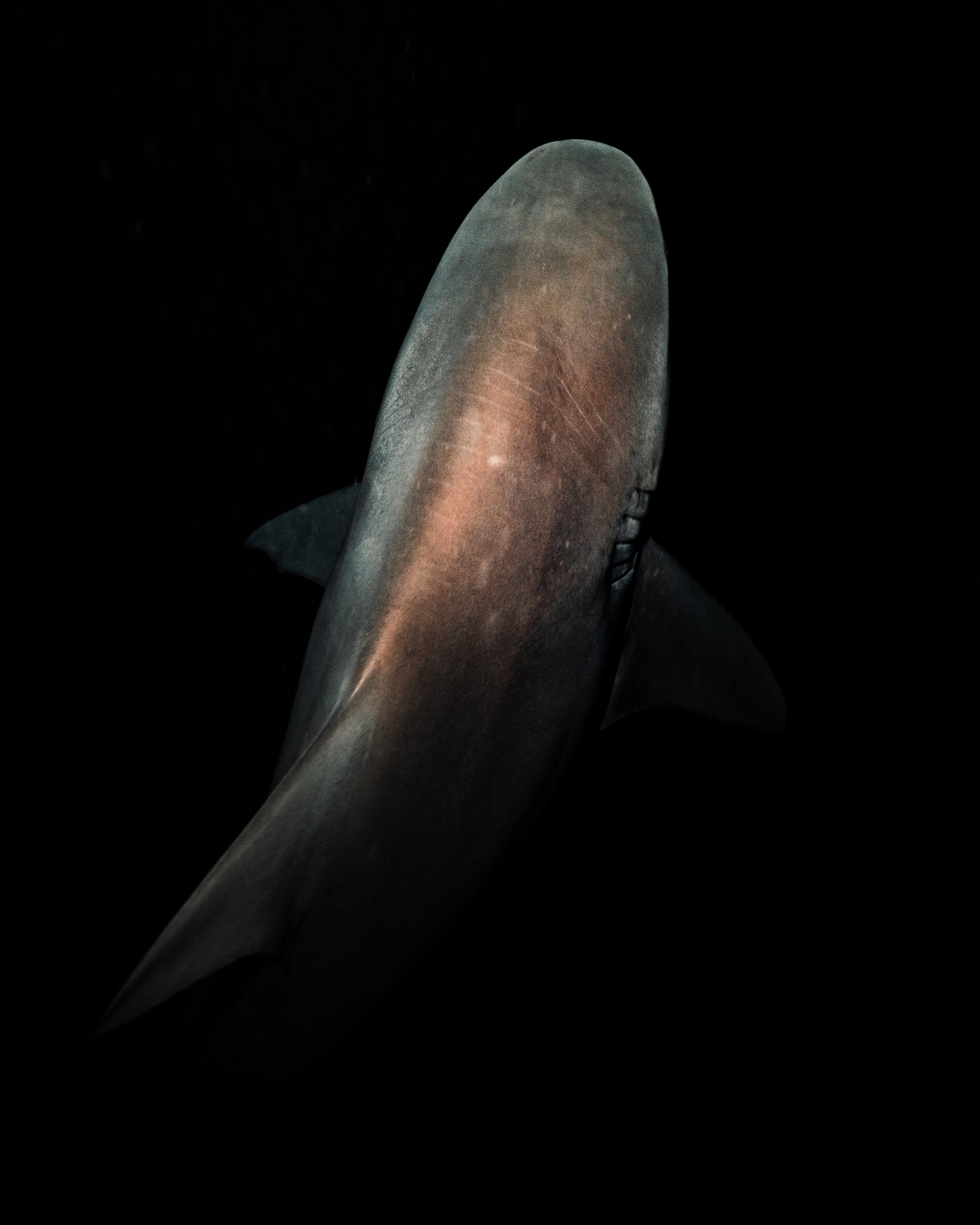 Dark Waters 27