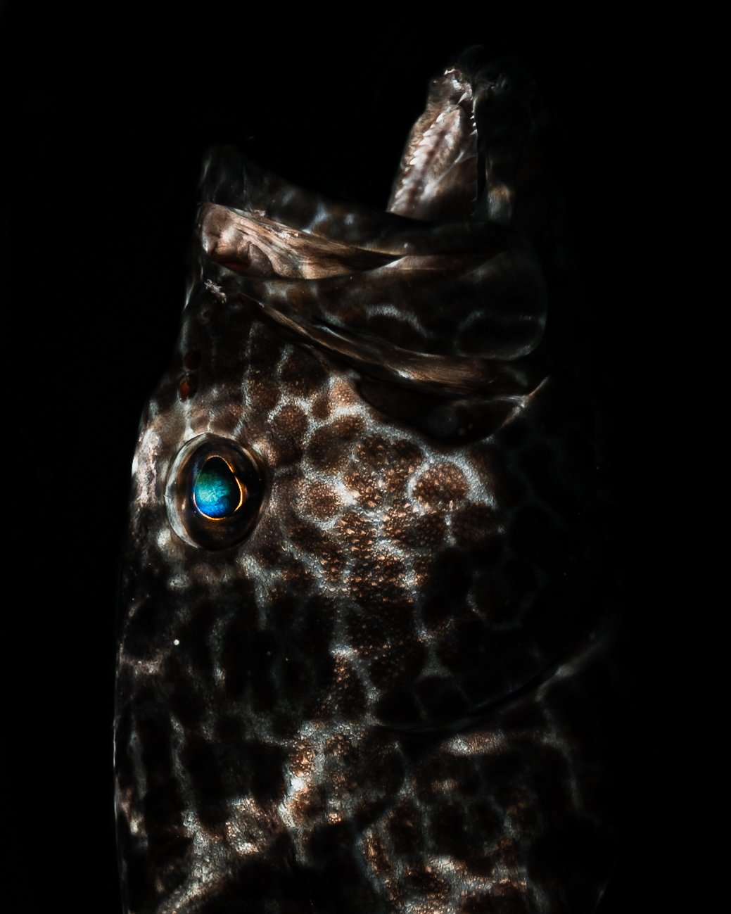 Dark Waters 8