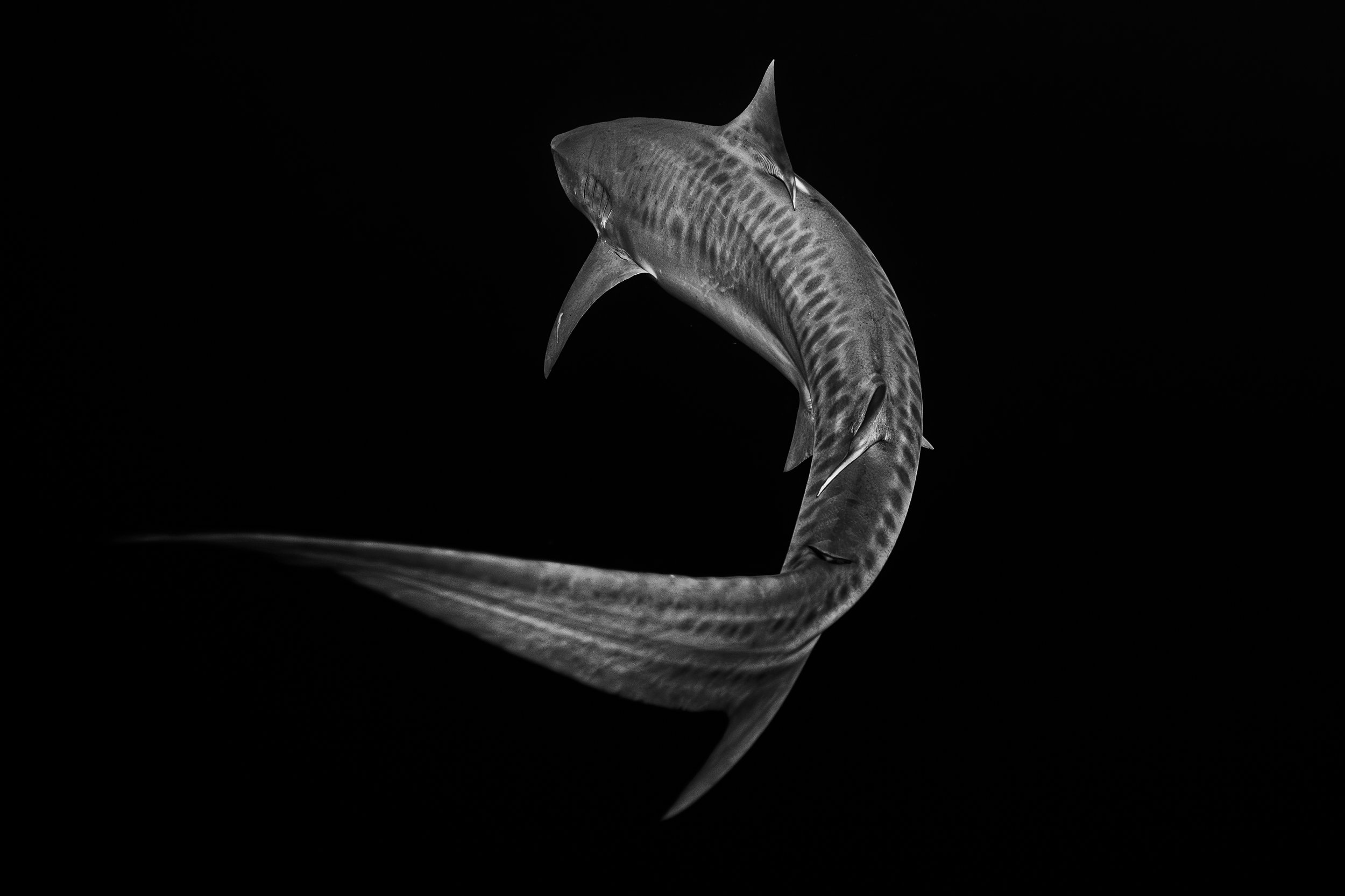 Dark Waters 7