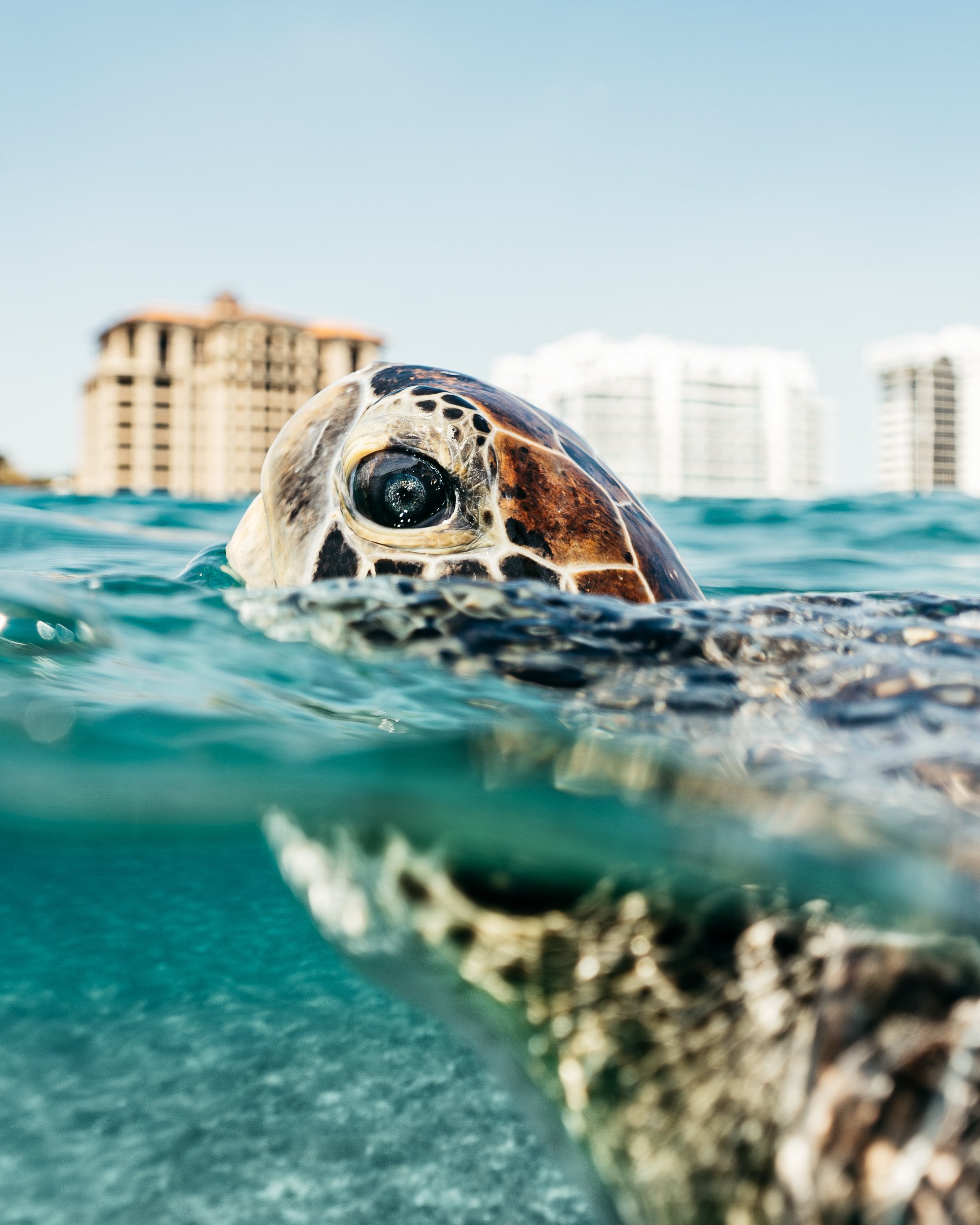 Palm Beach Shores 36